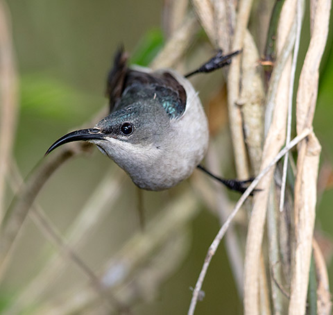 Grey Sunbird